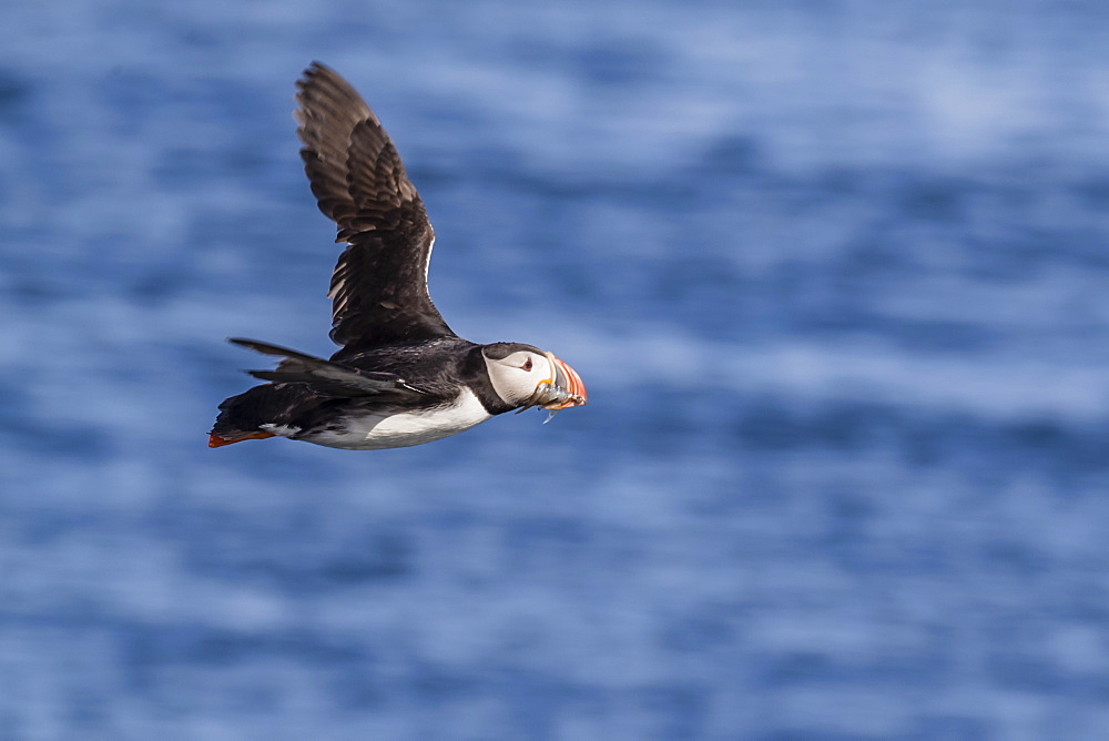 Adult Atlantic puffin (Fratercula arctica) in flight with fish in its bill, Snaefellsnes Peninsula, Iceland, Polar Regions