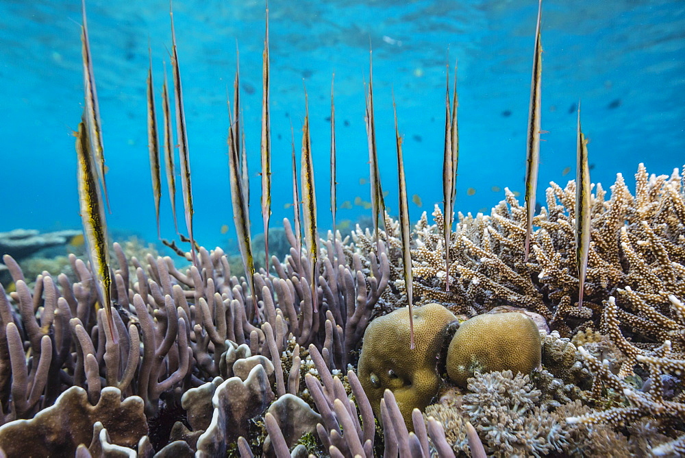 A school of razorfish (Aeoliscus strigatus), suspended upside down on Sebayur Island, Komodo National Park, Flores Sea, Indonesia, Southeast Asia, Asia