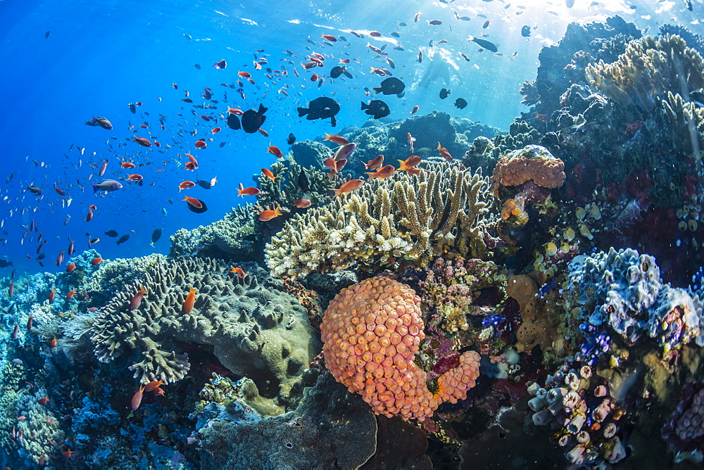 Profusion of hard and soft corals as well as reef fish underwater at Batu Bolong, Komodo National Park, Flores Sea, Indonesia, Southeast Asia, Asia