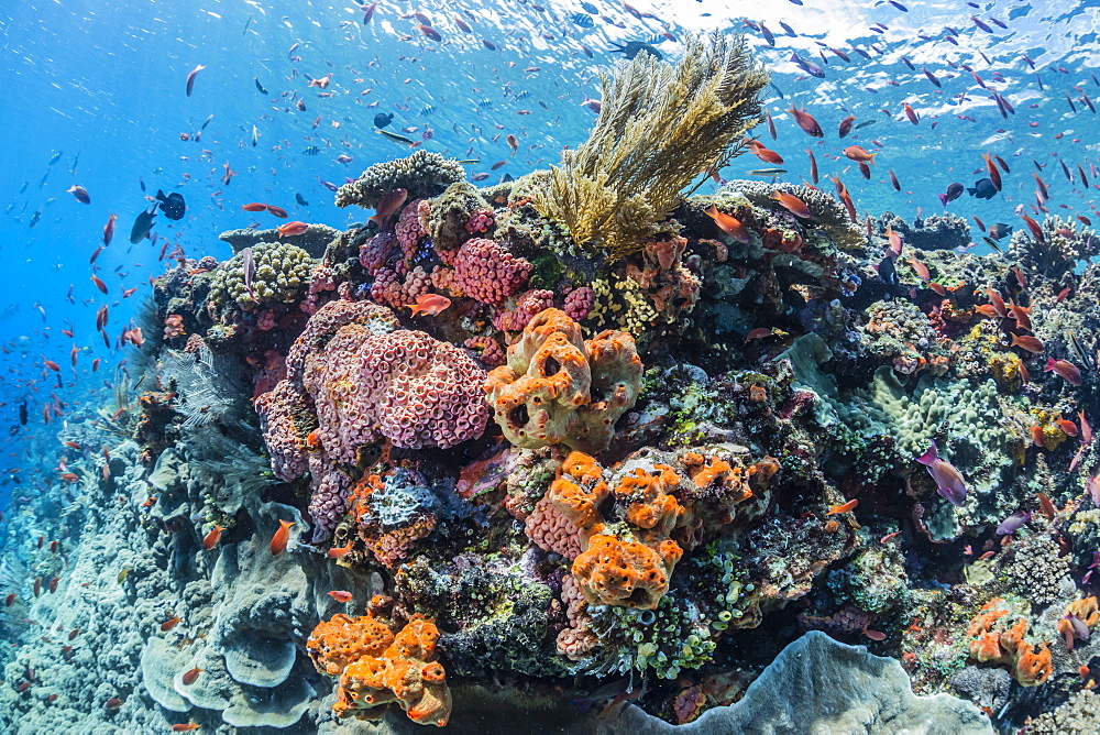 Profusion of hard and soft corals as well as reef fish underwater at Batu Bolong, Komodo National Park, Flores Sea, Indonesia, Southeast Asia, Asia