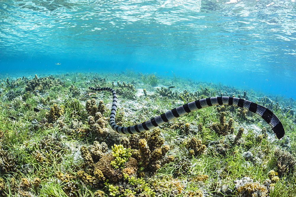 Banded sea krait (Laticauda colubrina) searching for food on Sebayur Island, Flores Sea, Indonesia, Southeast Asia, Asia