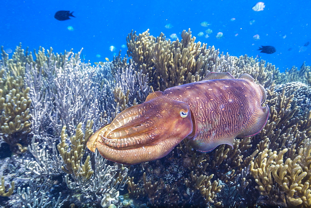 Adult broadclub cuttlefish (Sepia latimanus) on the reef at Sebayur Island, Flores Sea, Indonesia, Southeast Asia, Asia