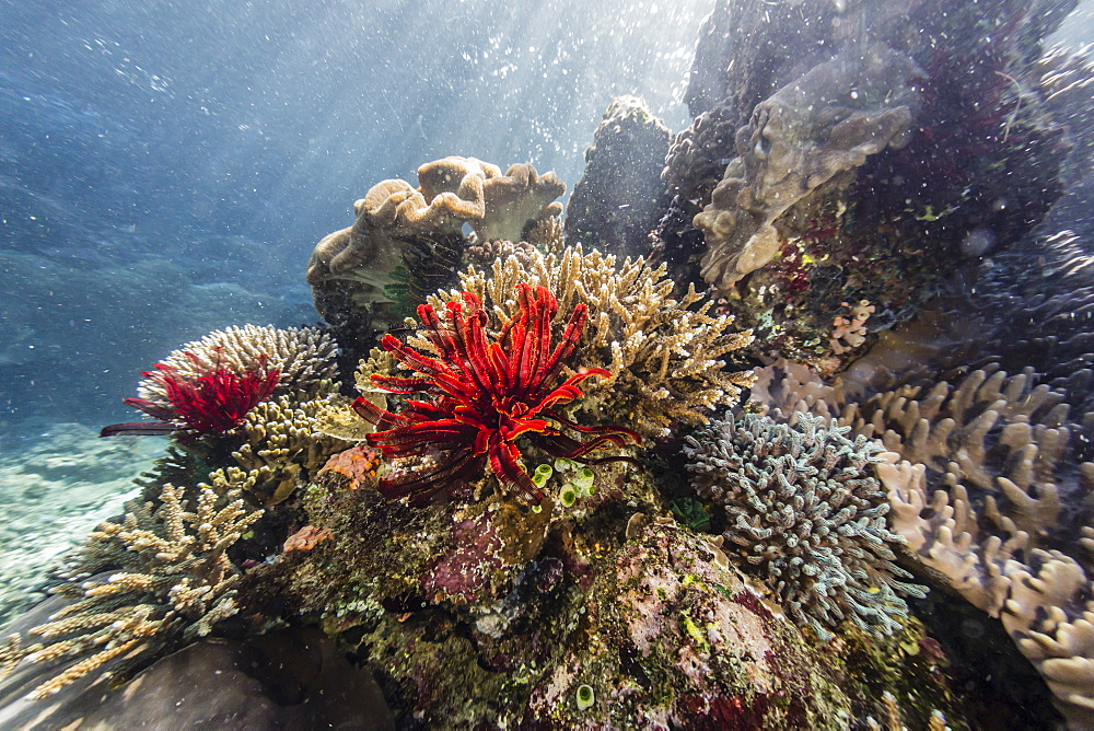 Red crinoid on Tengah Kecil Island, Komodo National Park, Flores Sea, Indonesia, Southeast Asia, Asia