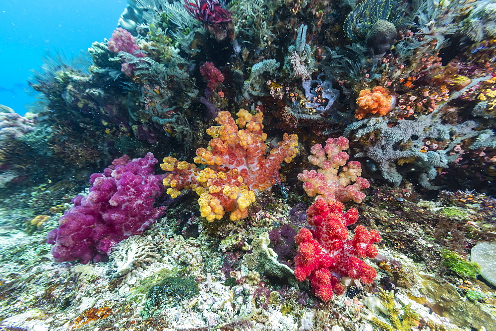 Profusion of hard and soft corals on Tengah Kecil Island, Komodo National Park, Flores Sea, Indonesia, Southeast Asia, Asia