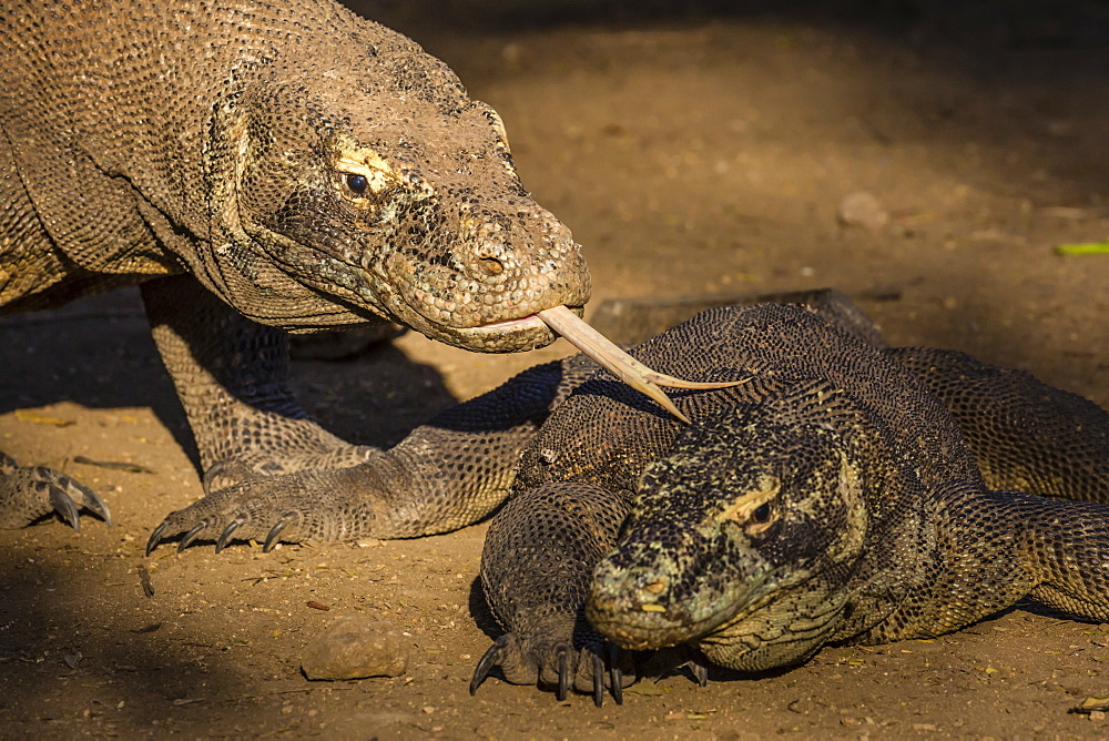 Adult Komodo dragon (Varanus komodoensis) smelling another dragon with its tongue on Rinca Island, Flores Sea, Indonesia, Southeast Asia, Asia