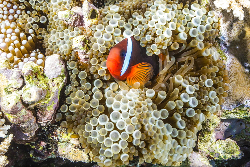 Adult tomato clownfish (Amphiprion frenatus), Mengiatan Island, Komodo National Park, Flores Sea, Indonesia, Southeast Asia, Asia