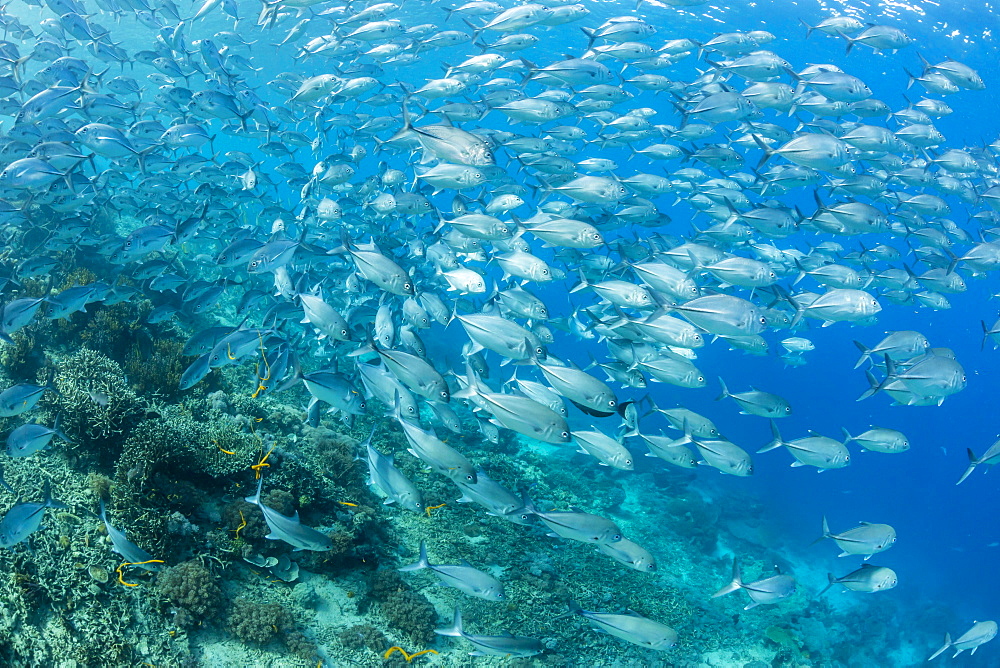 A school of bigeye trevally (Caranx sexfasciatus) on Sebayur Island, Flores Sea, Indonesia, Southeast Asia, Asia