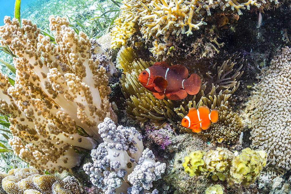 Adult spinecheek anemonefish (Premnas biaculeatus), Sebayur Island, Komodo National Park, Flores Sea, Indonesia, Southeast Asia, Asia