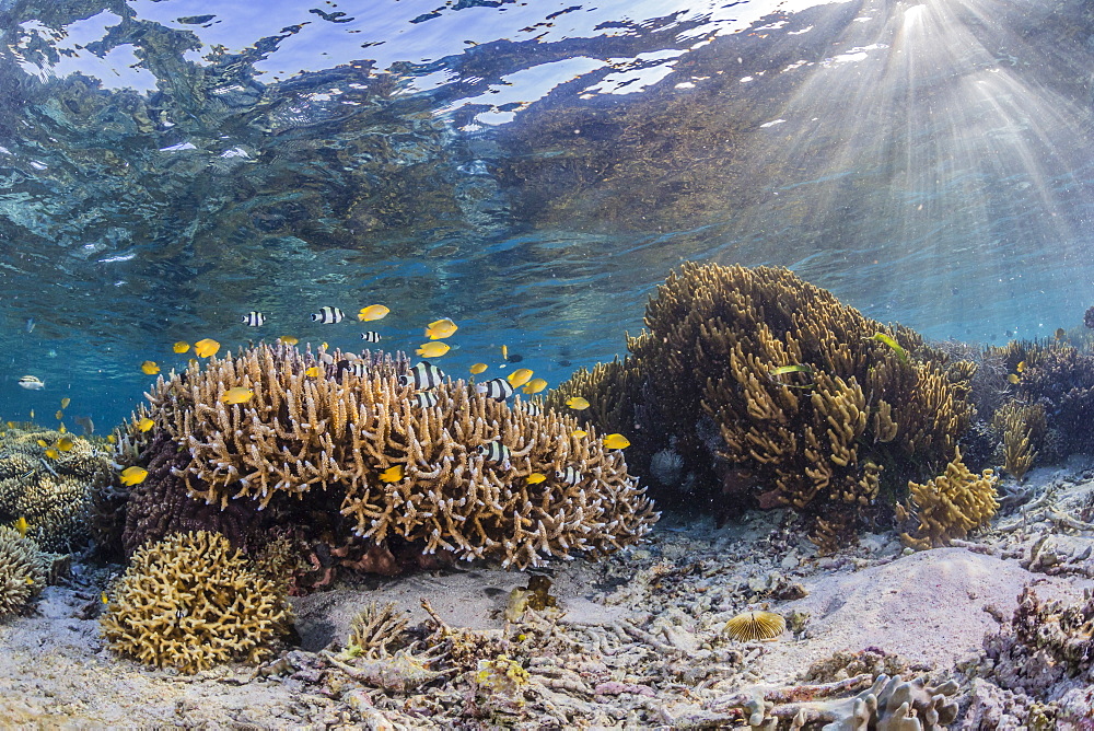 A profusion of hard and soft corals on Sebayur Island, Komodo National Park, Flores Sea, Indonesia, Southeast Asia, Asia