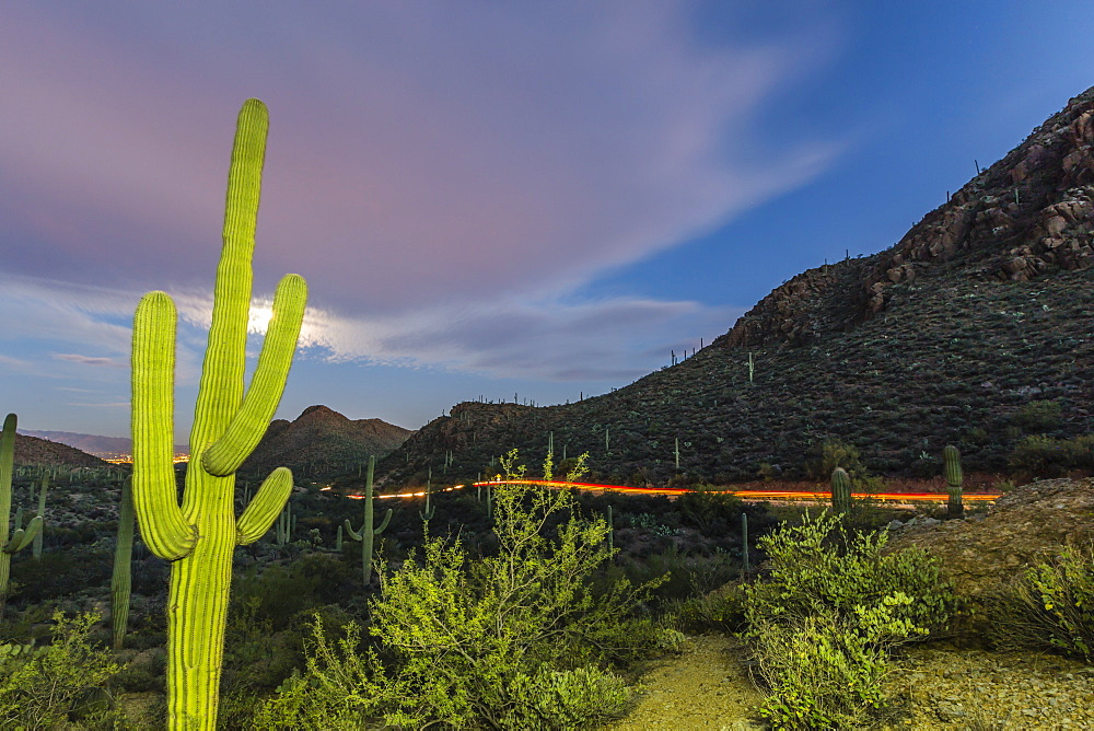 Giant saguaro cactus (Carnegiea gigantea) under full moon at Gates Pass in the Tucson Mountains, Tucson, Arizona, United States of America, North America