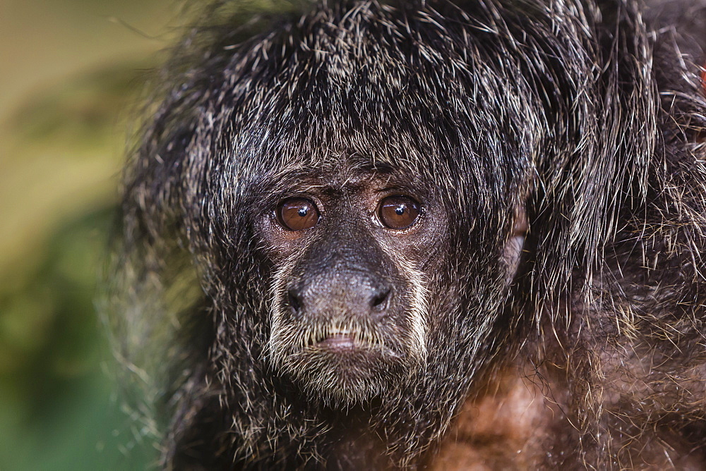 Captive adult Monk saki (Pithecia monachus), San Francisco Village, Loreto, Peru, South America