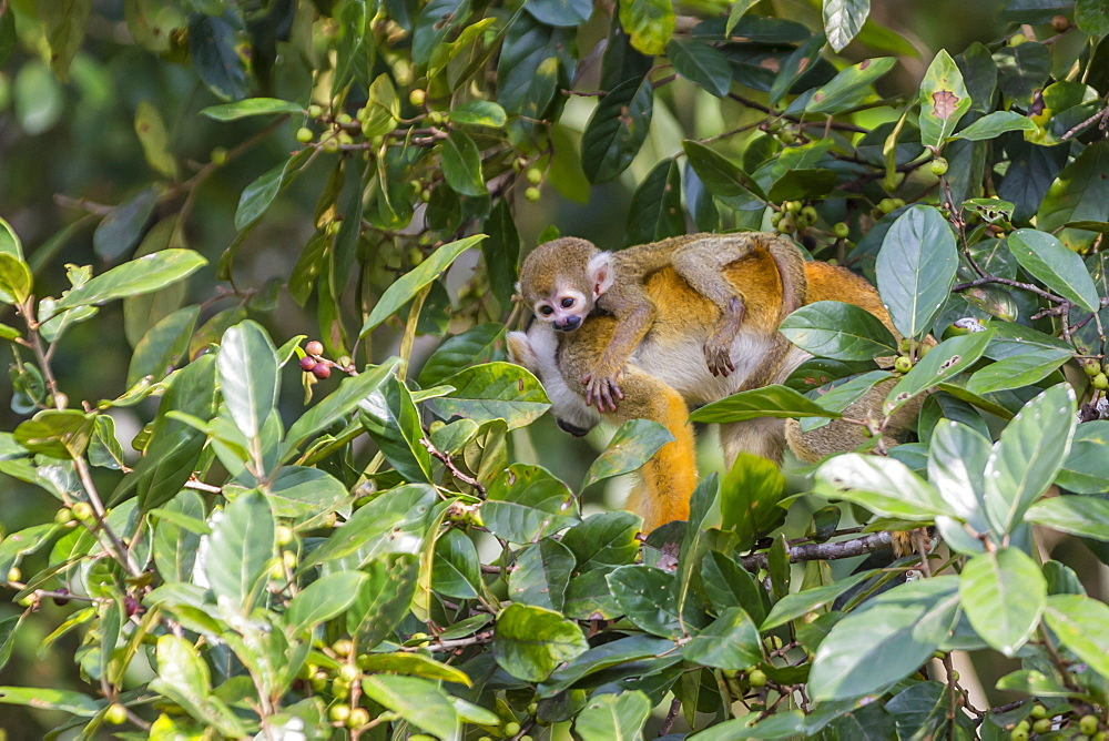 Mother common squirrel monkey (Saimiri sciureus) with infant in the trees on the Nauta Cao, Loreto, Peru, South America