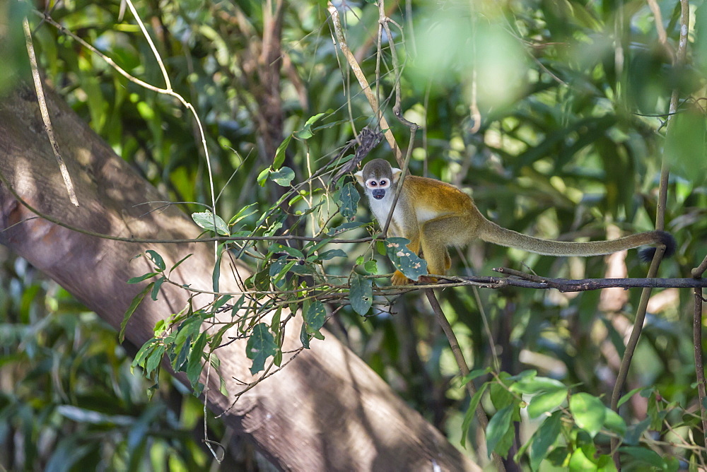 Adult common squirrel monkey (Saimiri sciureus), in the Pacaya-Samiria Nature Reserve, Loreto, Peru, South America