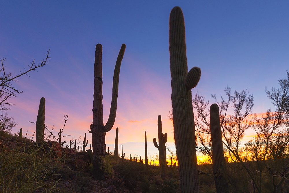 Giant saguaro cactus (Carnegiea gigantea) at dawn in the Sweetwater Preserve, Tucson, Arizona, United States of America, North America