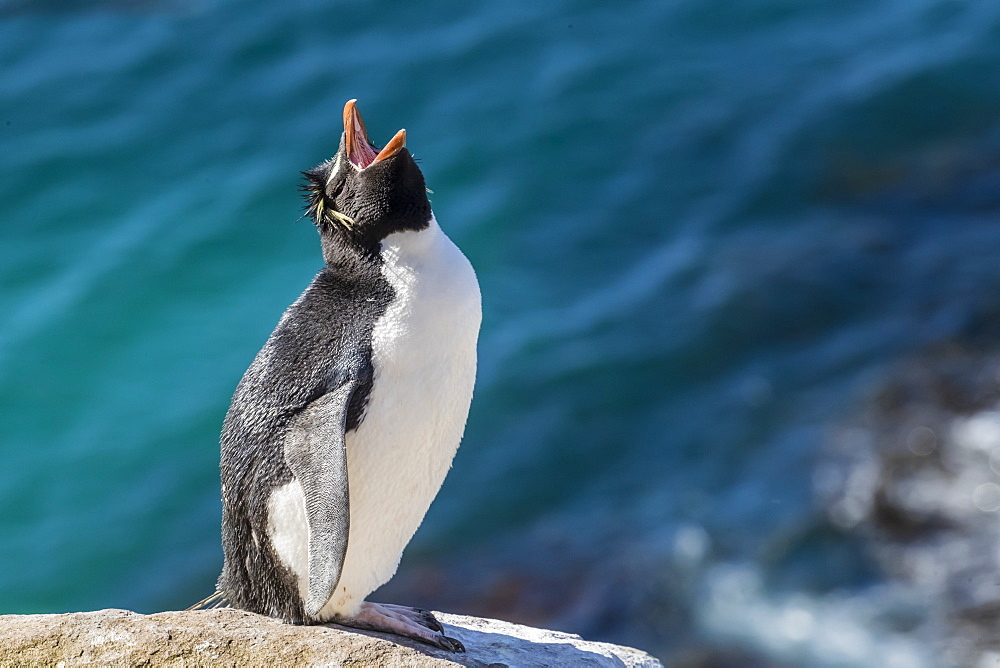 Adult southern rockhopper penguin (Eudyptes chrysocome) at breeding colony on Saunders Island, Falkland Islands, South America