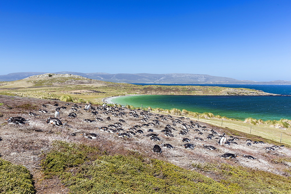 Gentoo penguin (Pygoscelis papua) breeding colony on the slopes of Carcass Island, Falkland Islands, South America