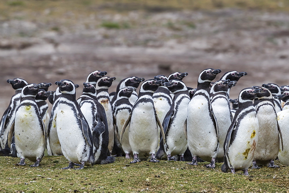 Magellanic penguin (Spheniscus magellanicus) breeding colony on Carcass Island, Falkland Islands, South America