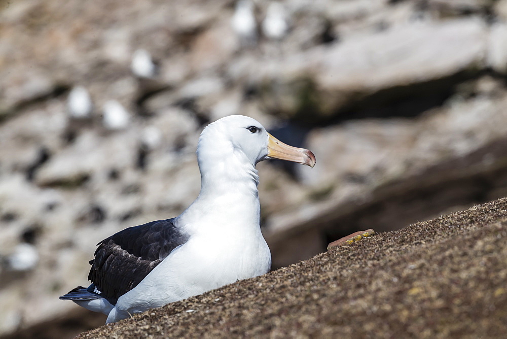 Black-browed albatross (Thalassarche melanophris) in breeding colony on Saunders Island, Falkland Islands, South America