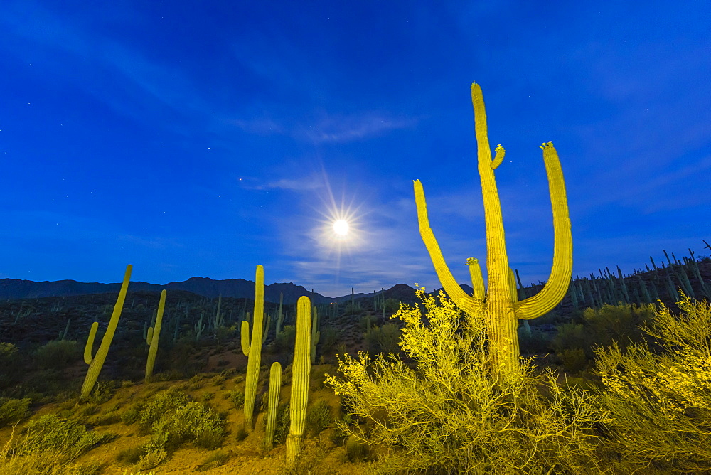 Full moon on saguaro cactus (Carnegiea gigantea), Sweetwater Preserve, Tucson, Arizona, United States of America, North America