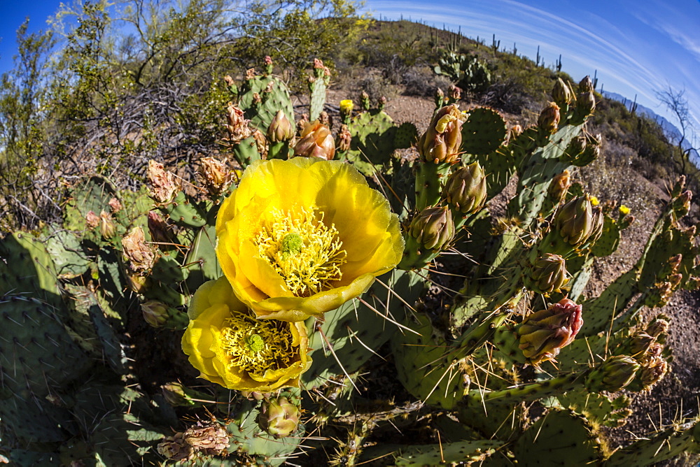 Flowering prickly pear cactus (Opuntia ficus-indica), in the Sweetwater Preserve, Tucson, Arizona, United States of America, North America