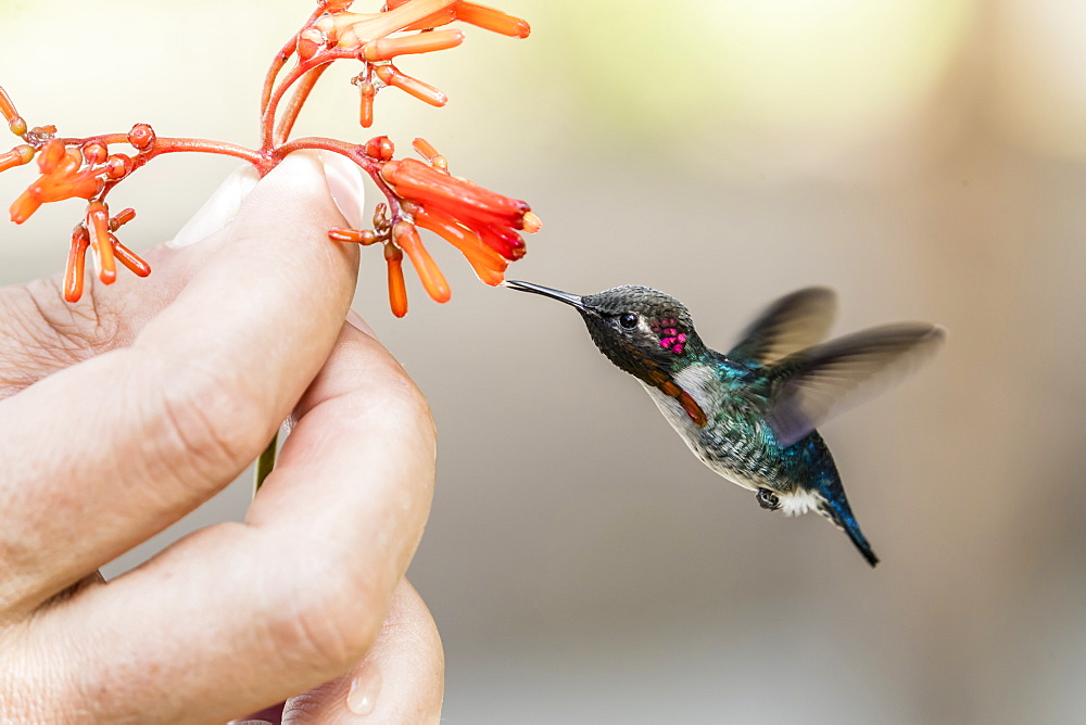 A wild adult male bee hummingbird (Mellisuga helenae), attracted to hand-held flower near Playa Larga, Cuba, West Indies, Caribbean, Central America