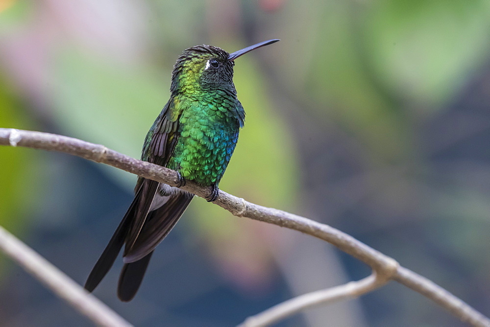 A wild adult Cuban emerald hummingbird (Chlorostilbon ricordii), Zapata National Park, Cuba, West Indies, Caribbean, Central America