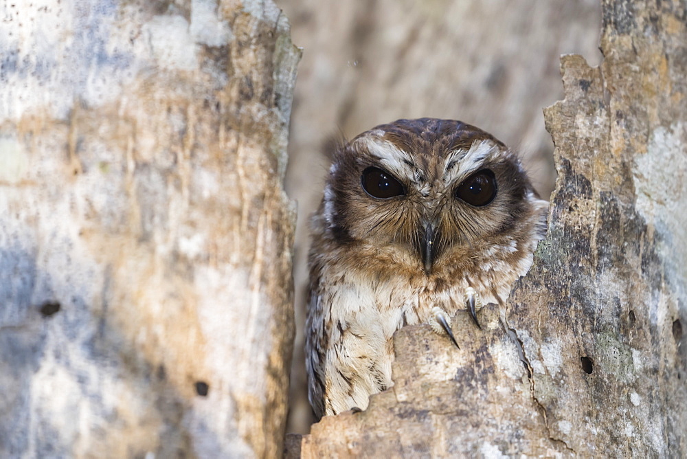 A wild adult bare-legged owl (Margarobyas lawrencii), endemic to Cuba, Zapata National Park, Cuba, West Indies, Caribbean, Central America