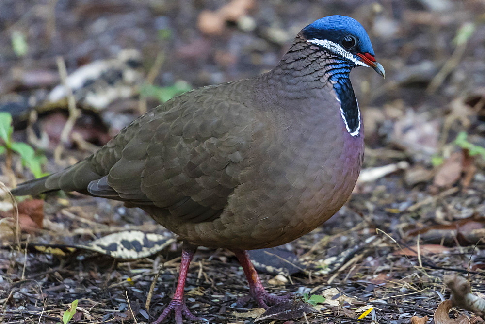 An adult blue-headed quail-dove (Starnoenas cyanocephala), Zapata National Park, endemic to Cuba, Cuba, West Indies, Caribbean, Central America