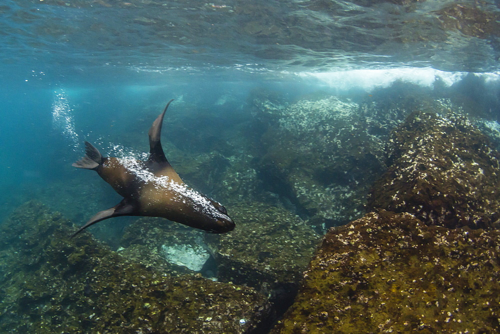 Galapagos fur seal (Arctocephalus galapagoensis) underwater on Santiago Island, Galapagos, Ecuador, South America