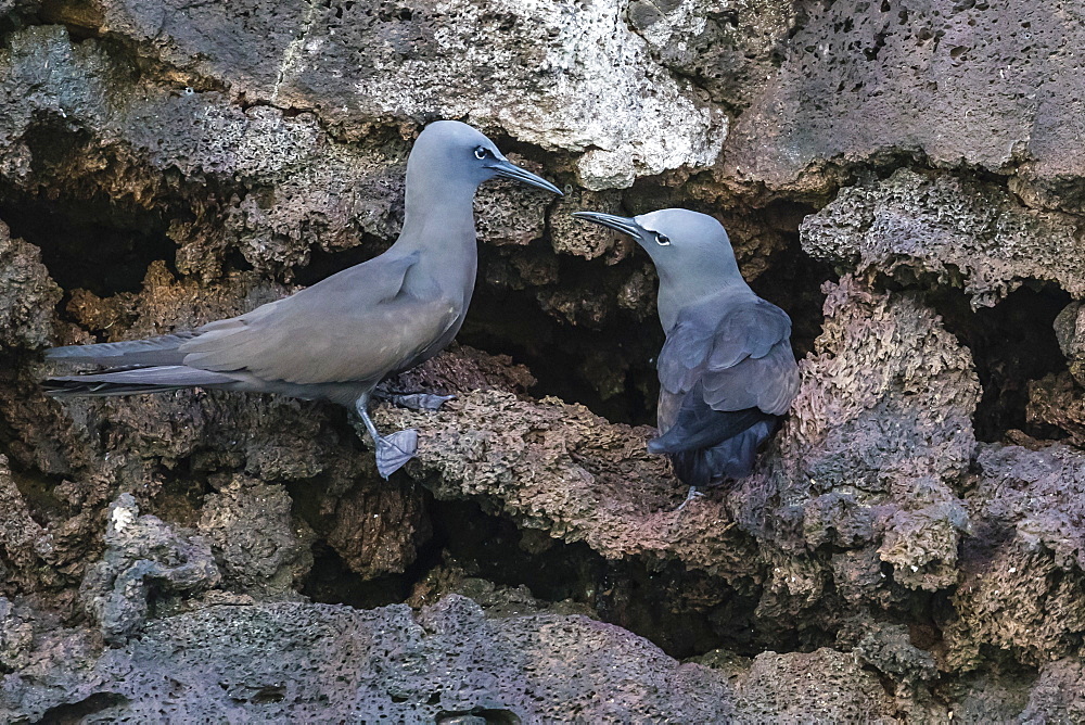 Brown noddy (Anous stolidus) pair at nest site on Floreana Island, Galapagos, Ecuador, South America