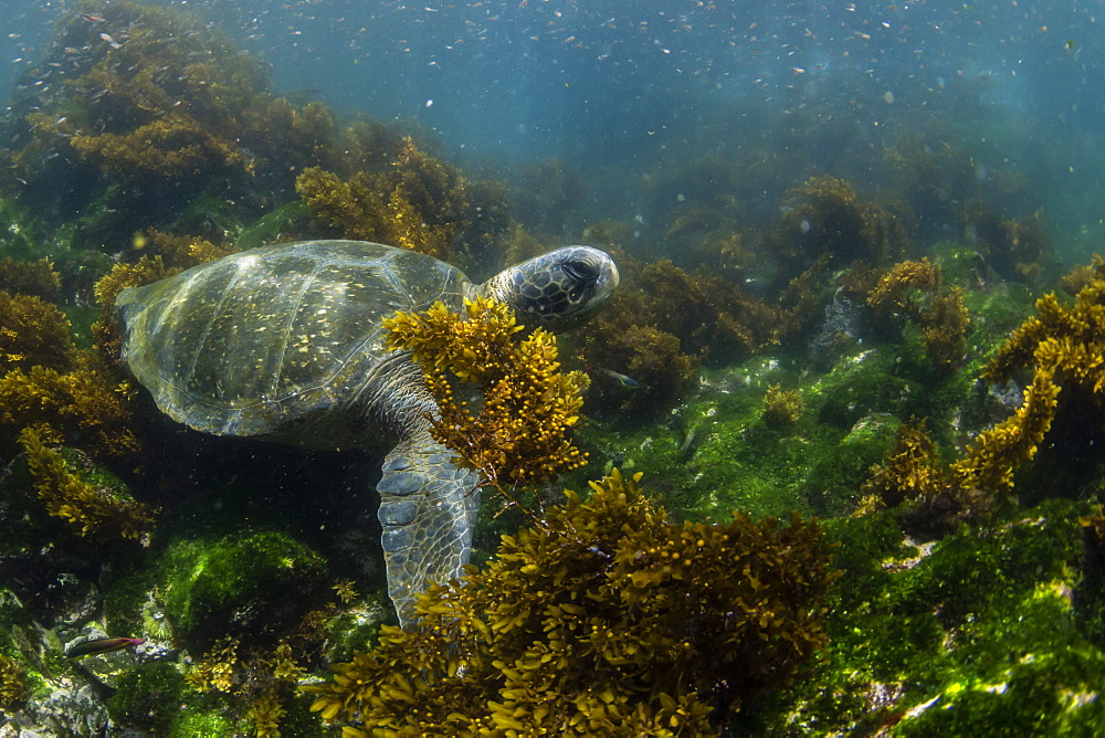 Pacific green sea turtle (Chelonia mydas) underwater on Fernandina Island, Galapagos, Ecuador, South America