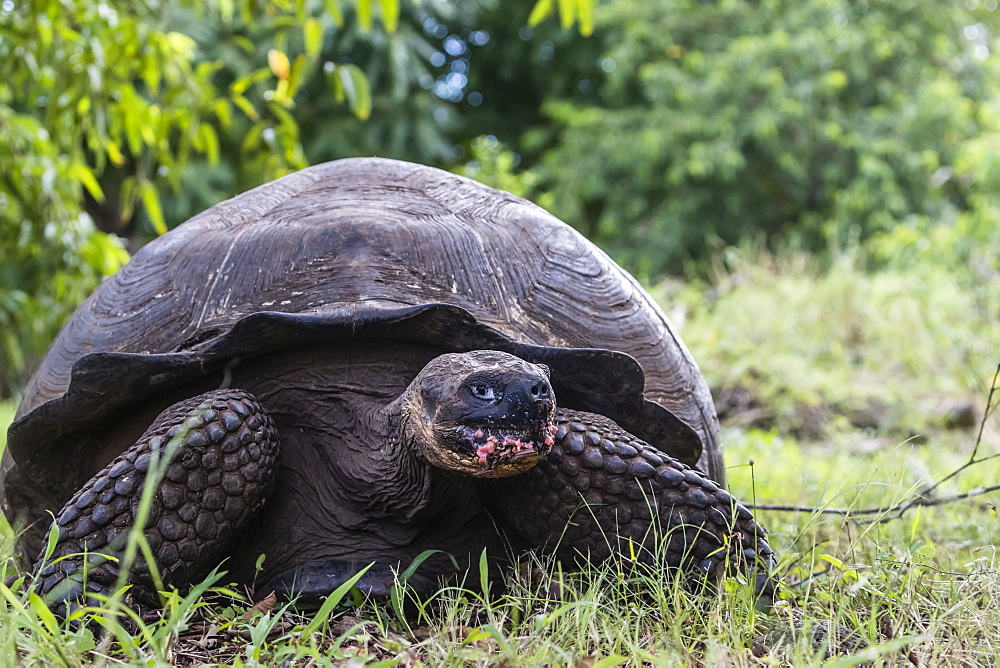 Wild Galapagos giant tortoise (Geochelone elephantopus), Santa Cruz Island, Galapagos, Ecuador, South America