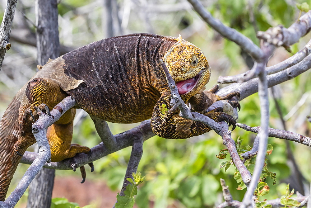 An adult Galapagos land iguana (Conolophus subcristatus) climbing tree on North Seymour Island, Galapagos, Ecuador, South America