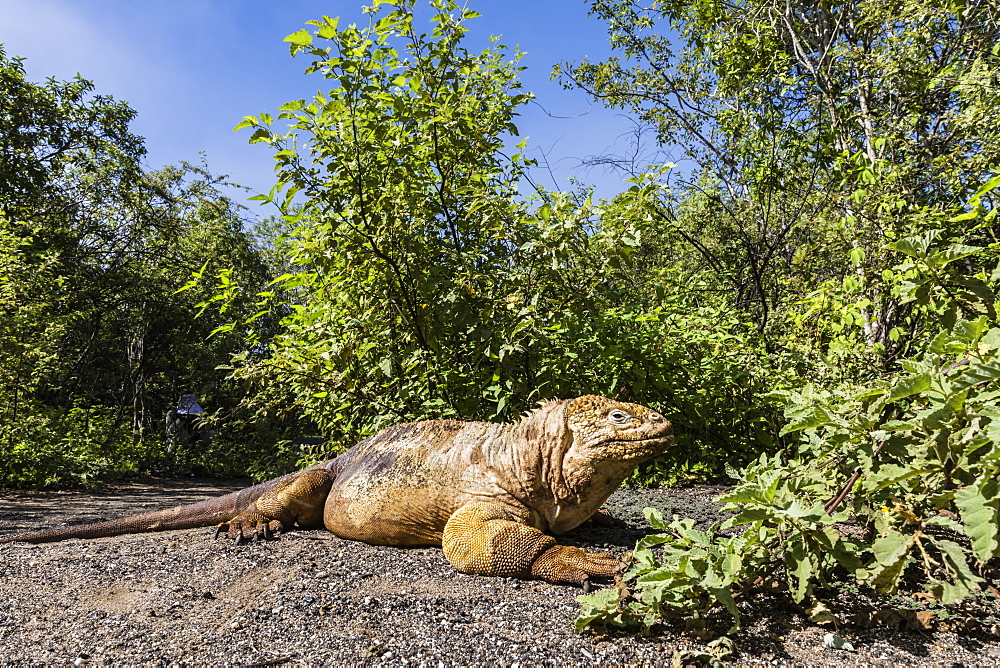 Adult Galapagos land iguana (Conolophus subcristatus) basking in Urbina Bay, Isabela Island, Galapagos, Ecuador, South America