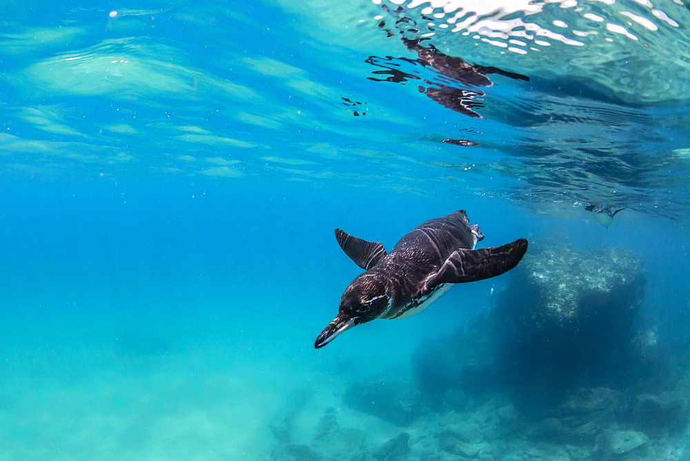 Galapagos penguin (Spheniscus mendiculus) swimming underwater at Bartolome Island, Galapagos, Ecuador, South America