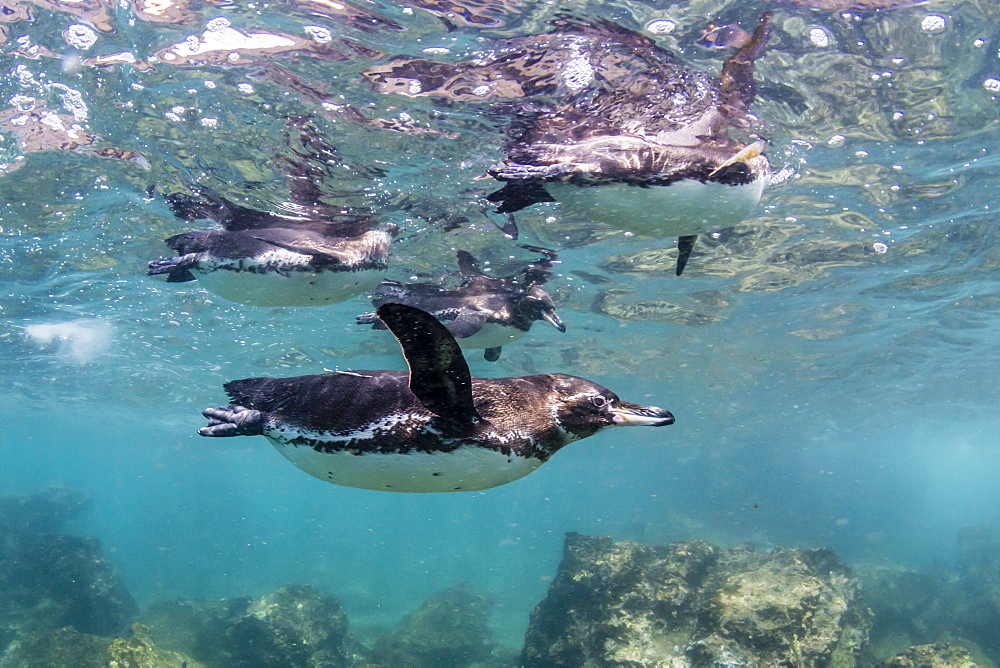 Galapagos penguins (Spheniscus mendiculus) swimming underwater at Bartolome Island, Galapagos, Ecuador, South America