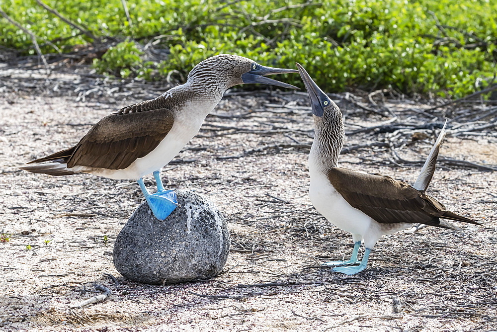 Blue-footed booby (Sula nebouxii) pair in courtship display on North Seymour Island, Galapagos, Ecuador, South America