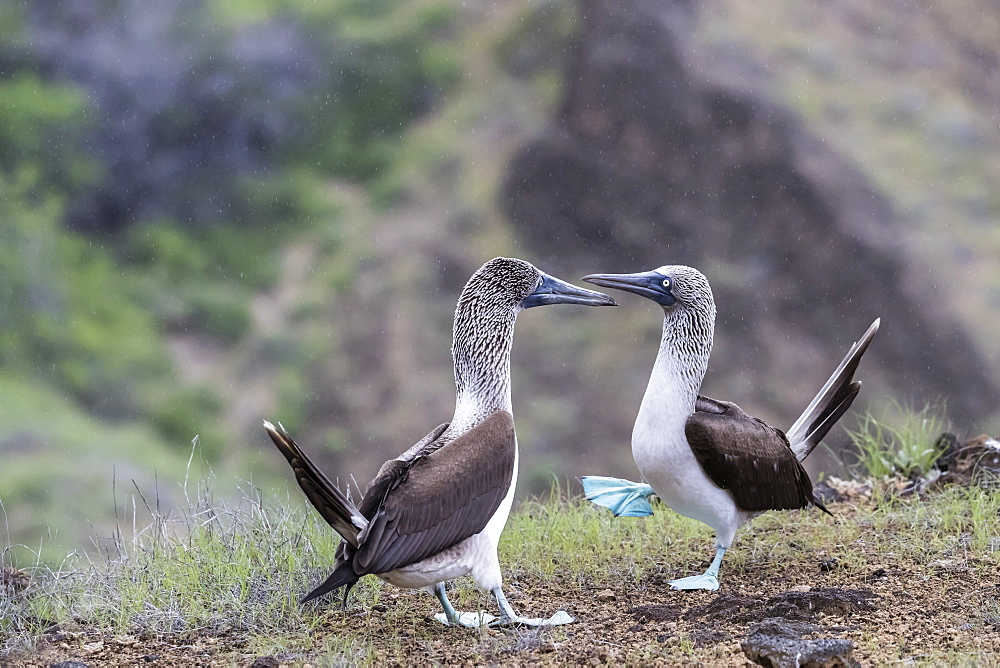 Blue-footed booby (Sula nebouxii) pair in courtship display on San Cristobal Island, Galapagos, Ecuador, South America