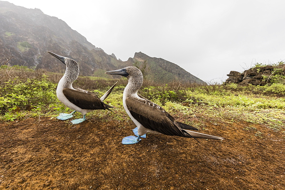 Blue-footed booby (Sula nebouxii) pair in courtship display on San Cristobal Island, Galapagos, Ecuador, South America