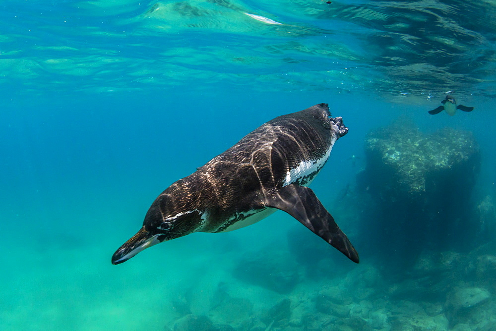 Galapagos penguin (Spheniscus mendiculus) swimming underwater at Bartolome Island, Galapagos, Ecuador, South America