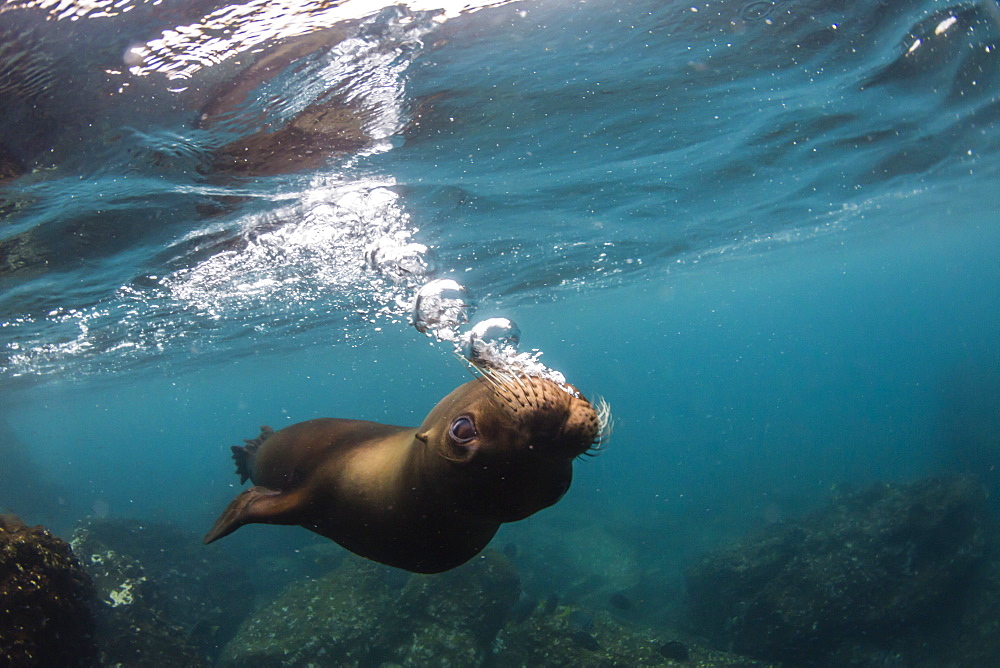 Galapagos sea lion (Zalophus wollebaeki) underwater at Santiago Island, Galapagos, Ecuador, South America