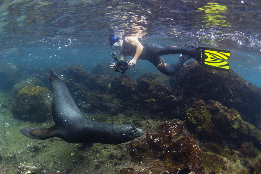 Bull Galapagos sea lion (Zalophus wollebaeki) with snorkeler underwater at Santiago Island, Galapagos, Ecuador, South America