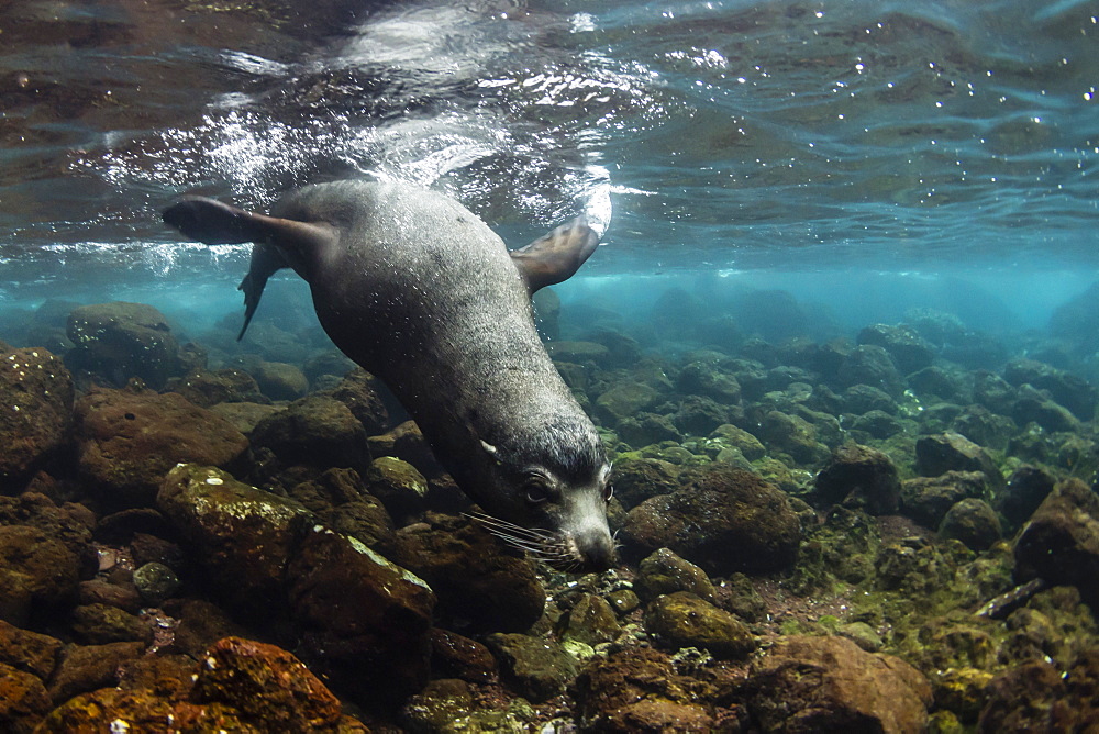 Bull Galapagos sea lion (Zalophus wollebaeki) underwater at Santiago Island, Galapagos, Ecuador, South America