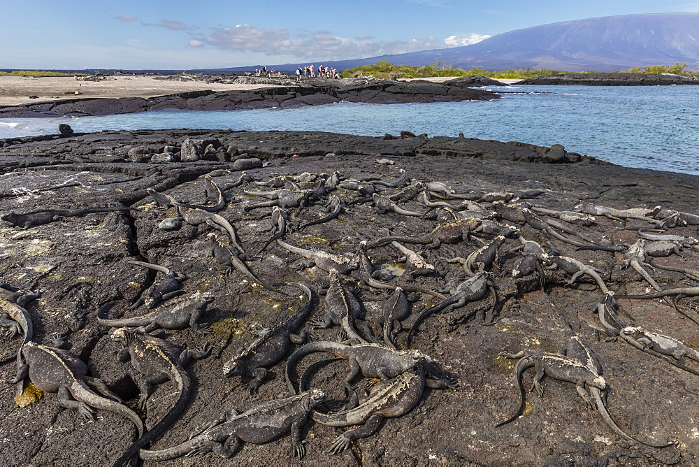 The endemic Galapagos marine iguana (Amblyrhynchus cristatus) basking on Fernandina Island, Galapagos, UNESCO World Heritage Site, Ecuador, South America