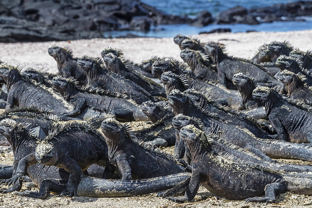 The endemic Galapagos marine iguana (Amblyrhynchus cristatus) basking on Fernandina Island, Galapagos, UNESCO World Heritage Site, Ecuador, South America