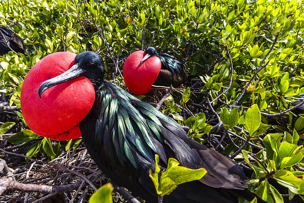 Adult male great frigatebirds (Fregata minor), courtship display. Genovesa Island, Galapagos, UNESCO World Heritage Site, Ecuador, South America