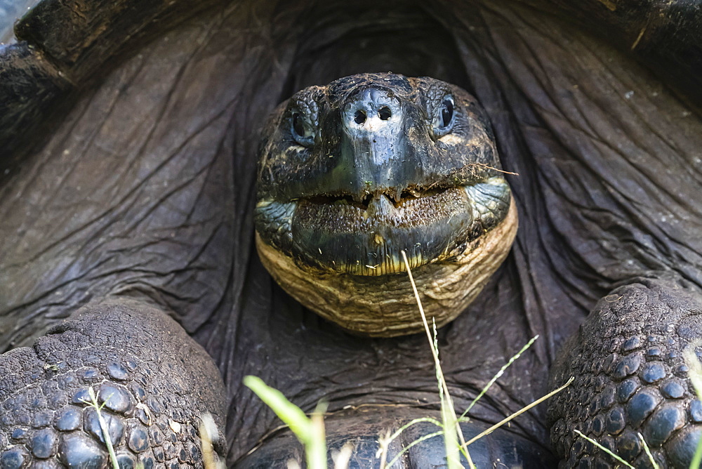 Wild Galapagos giant tortoise (Geochelone elephantopus), face detail, Santa Cruz Island, Galapagos, UNESCO World Heritage Site, Ecuador, South America