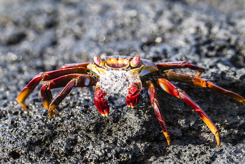 Adult Sally lightfoot crab (Grapsus grapsus), preparing to molt on Fernandina Island, Galapagos, UNESCO World Heritage Site, Ecuador, South America