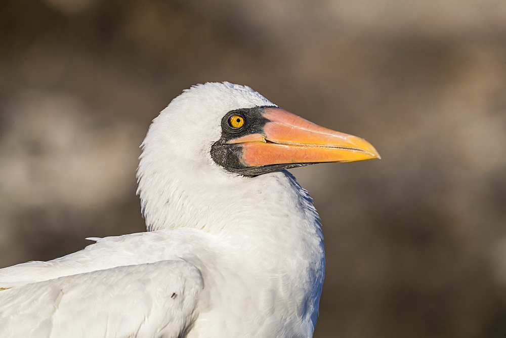 Adult Nazca booby (Sula granti), at Punta Suarez, Isla Espanola, Galapagos, UNESCO World Heritage Site, Ecuador, South America