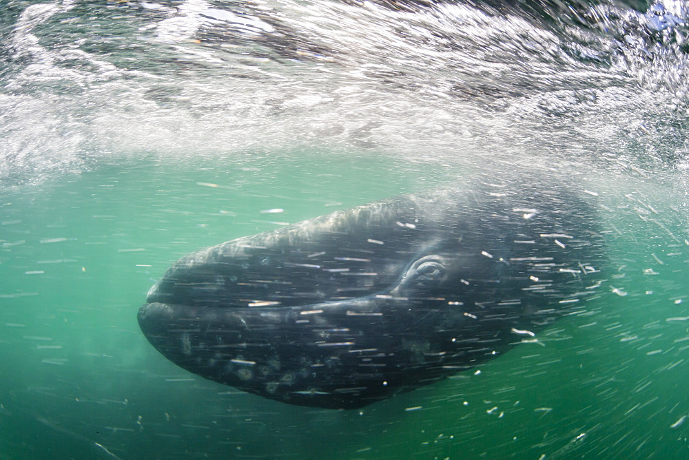 California gray whale calf (Eschrichtius robustus) underwater in San Ignacio Lagoon, Baja California Sur, Mexico, North America